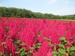 アマランサスの圃場（岩手県軽米町）