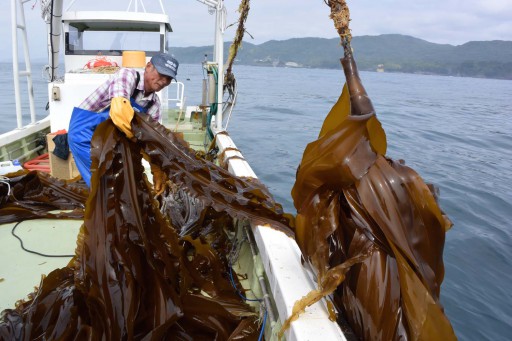 昆布が生育する海域の南限に近い十三浜では、半年足らずで4～5メートルにも成長します。