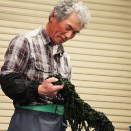 20160909_wakame02